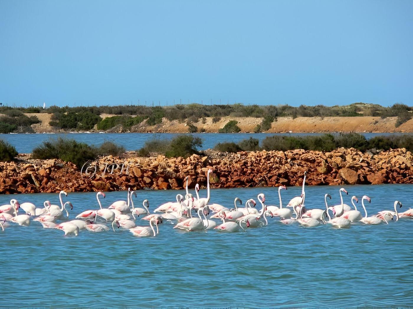 Flamingo Vila Alicante サン・ペドロ・デル・ピナタル エクステリア 写真
