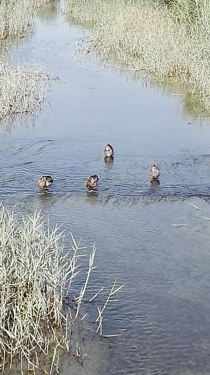 Flamingo Vila Alicante サン・ペドロ・デル・ピナタル エクステリア 写真